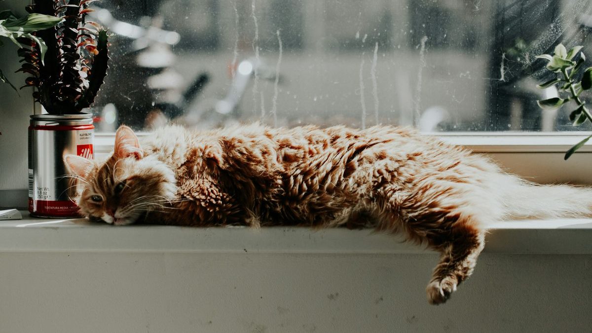 Paws for Thought: The Curious Lives of Cats