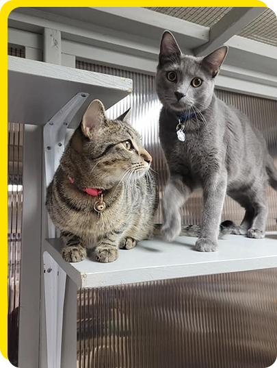 Pet insurance for cats with pre-existing conditions