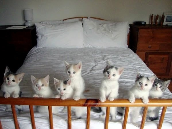 Cat for pre-existing dental disease pet insurance guide