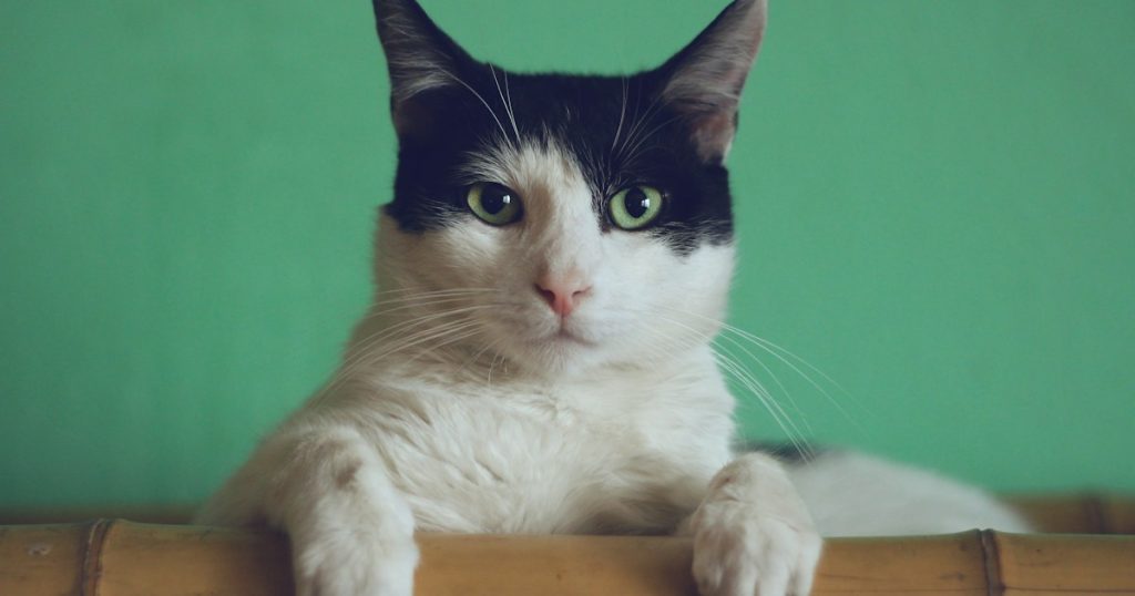 Pet Insurance That Covers Dental 2025