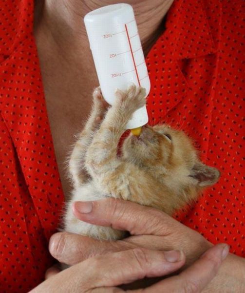 Cat for pet insurance covering pre-existing conditions
