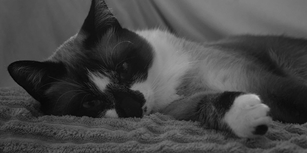 Black white sleeping black-and-white photo cat