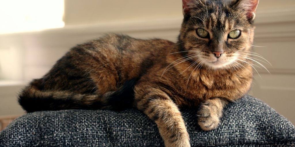 Tabby lying cushion cat