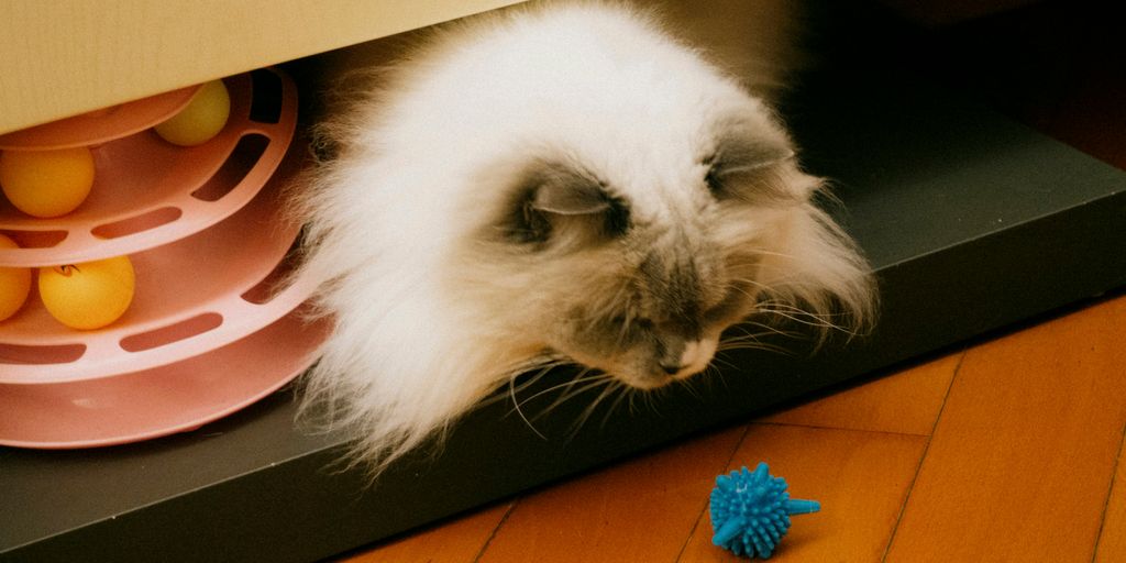 White longhair persian cat