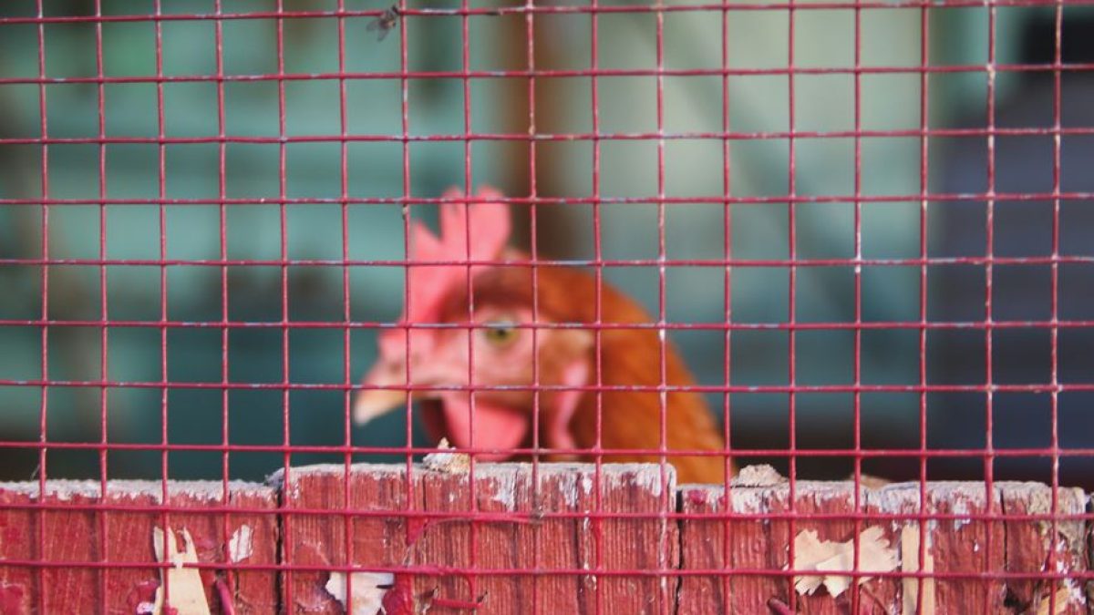 Protecting Chickens: Keep Cats Away From Poultry