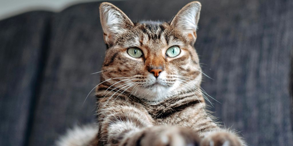 Tabby lying sofa cat