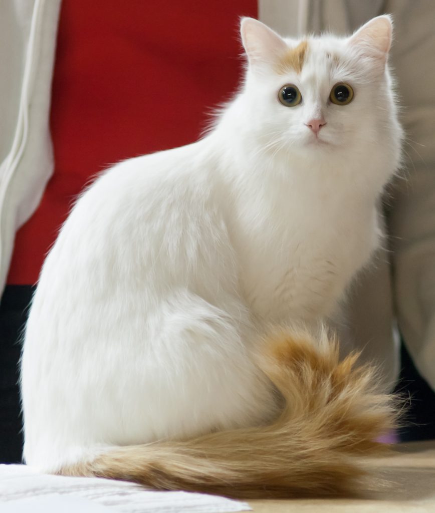 Long-haired white cat for Ragdoll vs Norwegian Forest cat comparison
