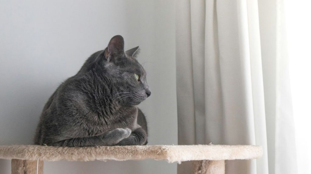Gray grey window cat