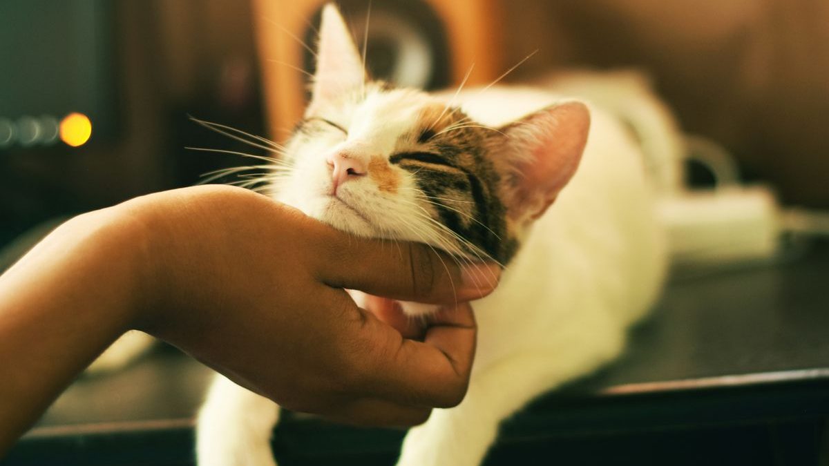 Sensitive Souls: Do Cats Get Their Feelings Hurt?