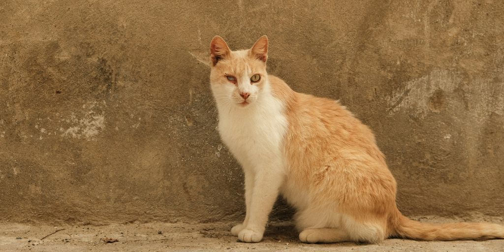 Cream white sitting outdoor cat