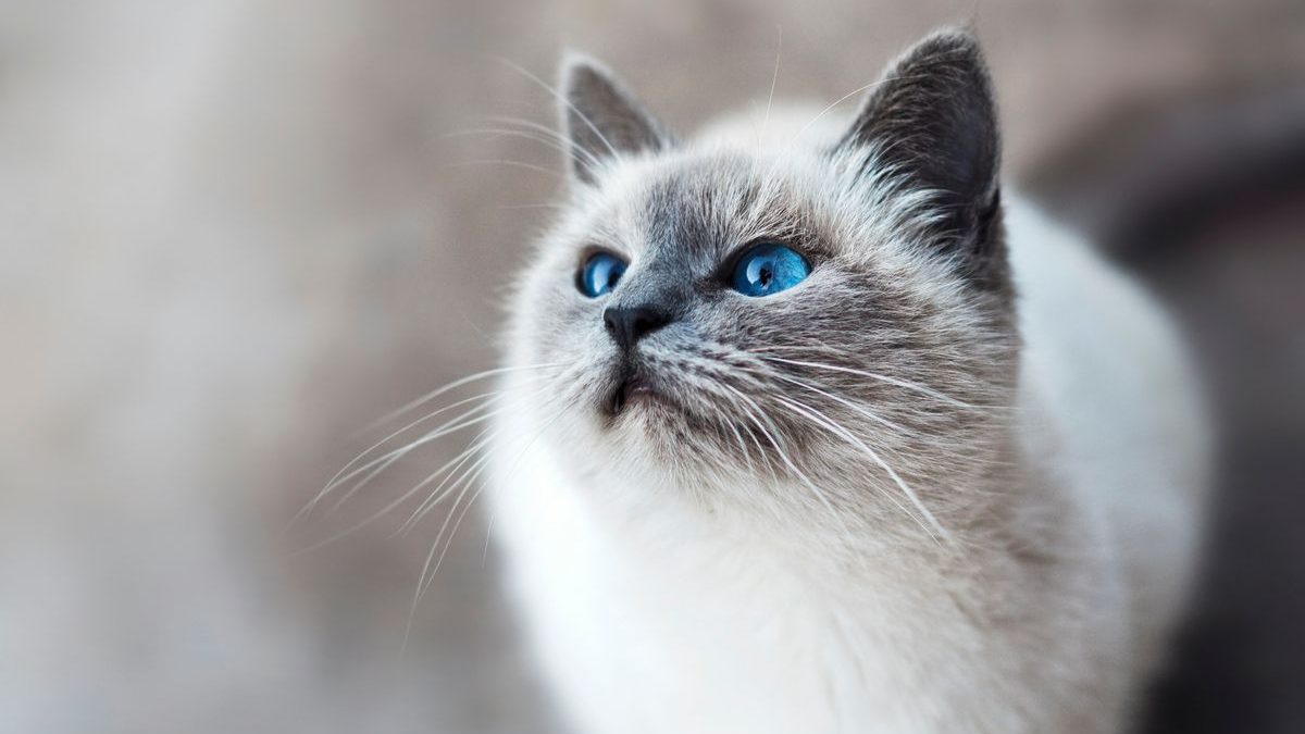 Shades of Sunshine: Yellow Cat Names