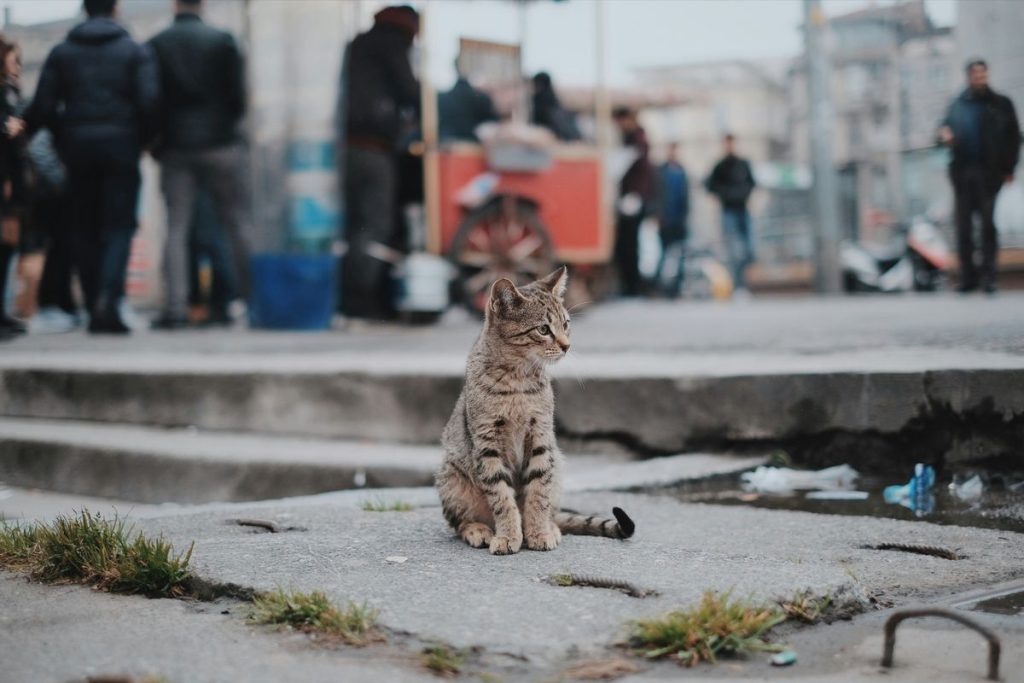 Street outdoor people cat