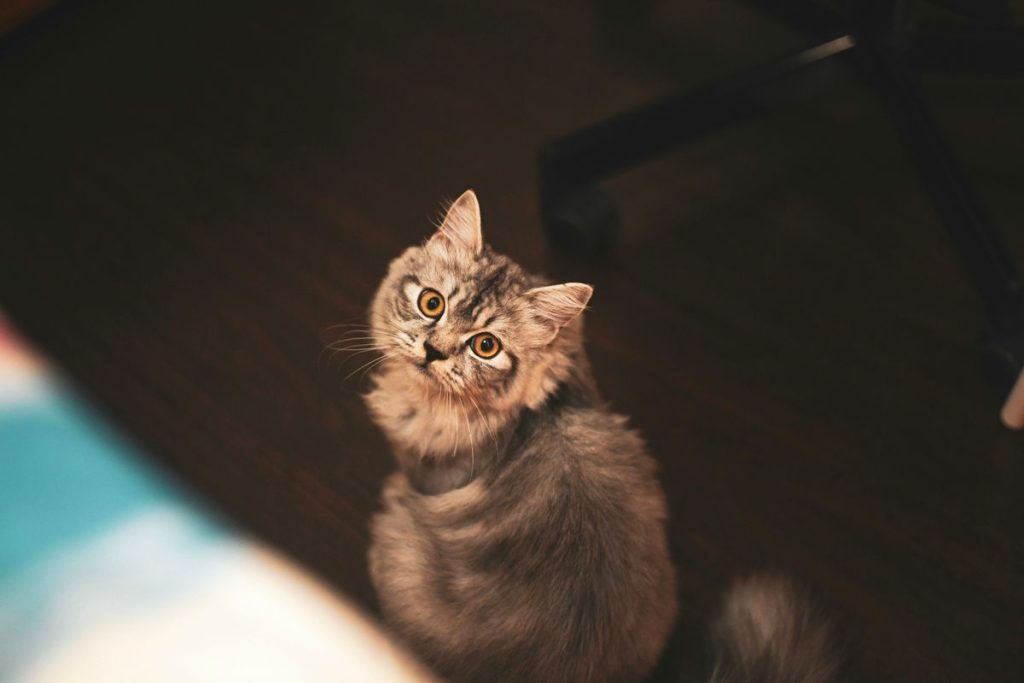 Tabby looking up cat
