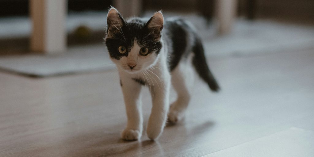 Black white kitten walking