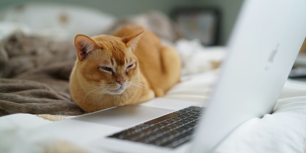Orange ginger lying laptop cat