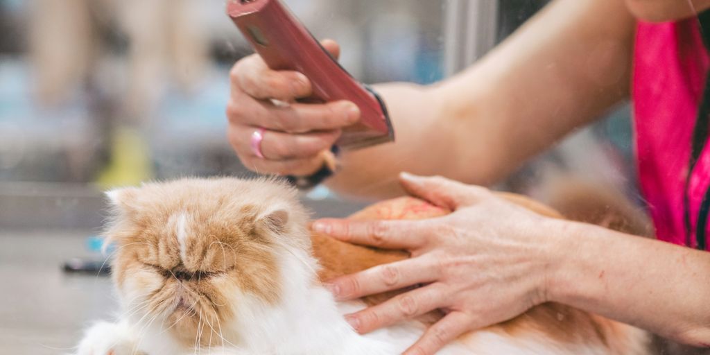 Persian grooming brushing cat