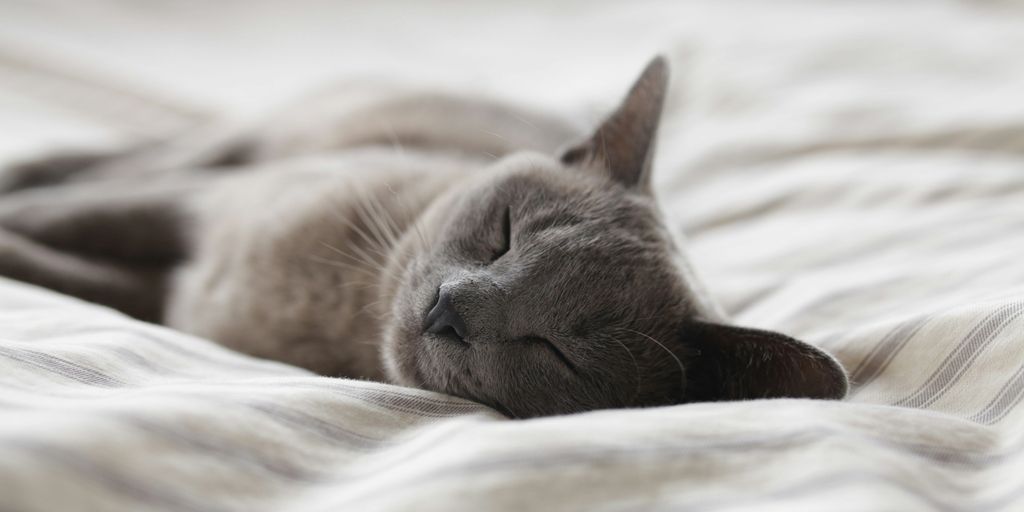 Gray grey sleeping bed cat
