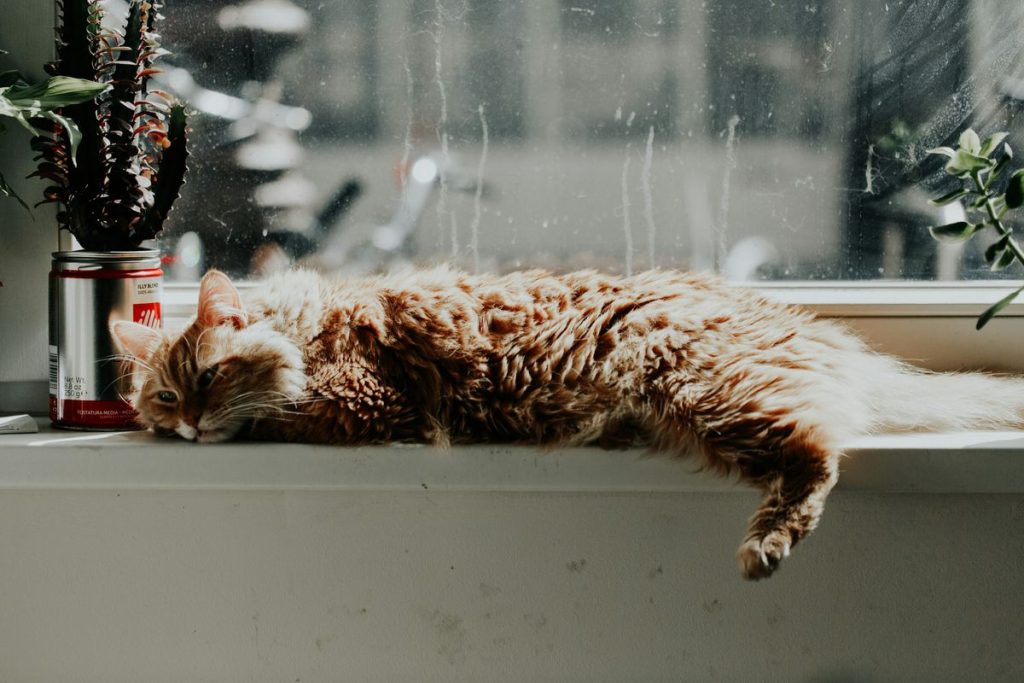 Tabby lying shelf cat