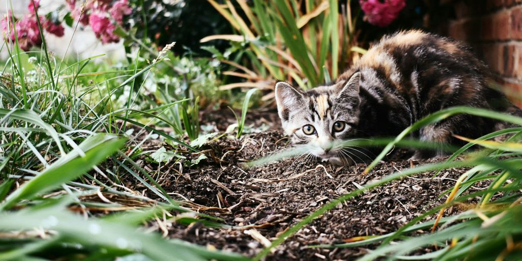 Tabby outdoor hiding plants cat