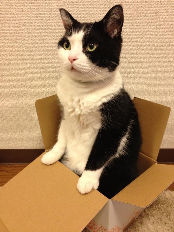 Cat for student pet insurance discounts guide