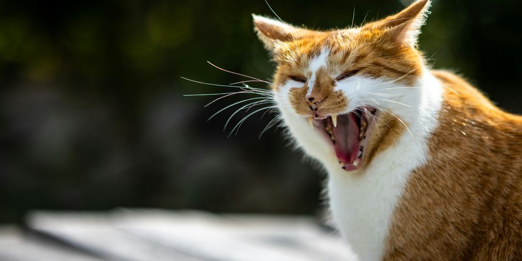 Orange white hissing yawning cat