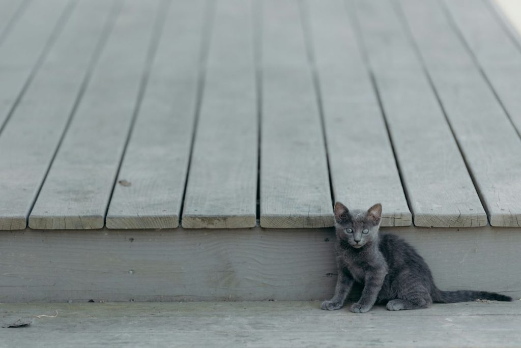 Gray outdoor deck cat