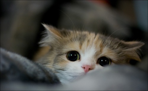 Cat close-up for Thai vs Siamese cats comparison