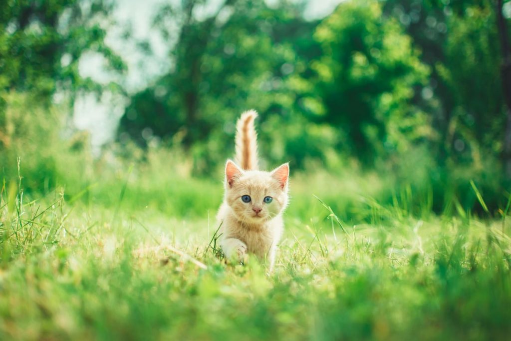 Orange kitten grass outdoor