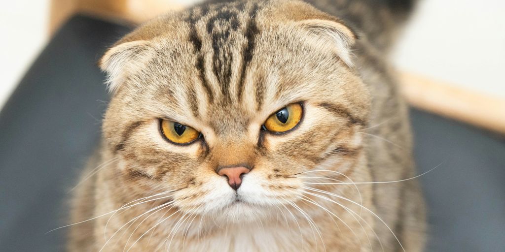Scottish fold tabby face cat