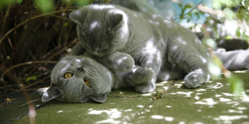 Gray grey kittens grass sleeping