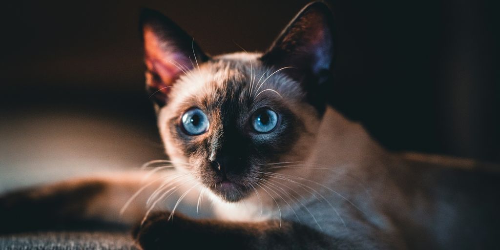 Siamese blue eyes cat
