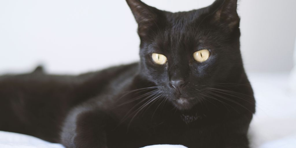 Black yellow eyes cat