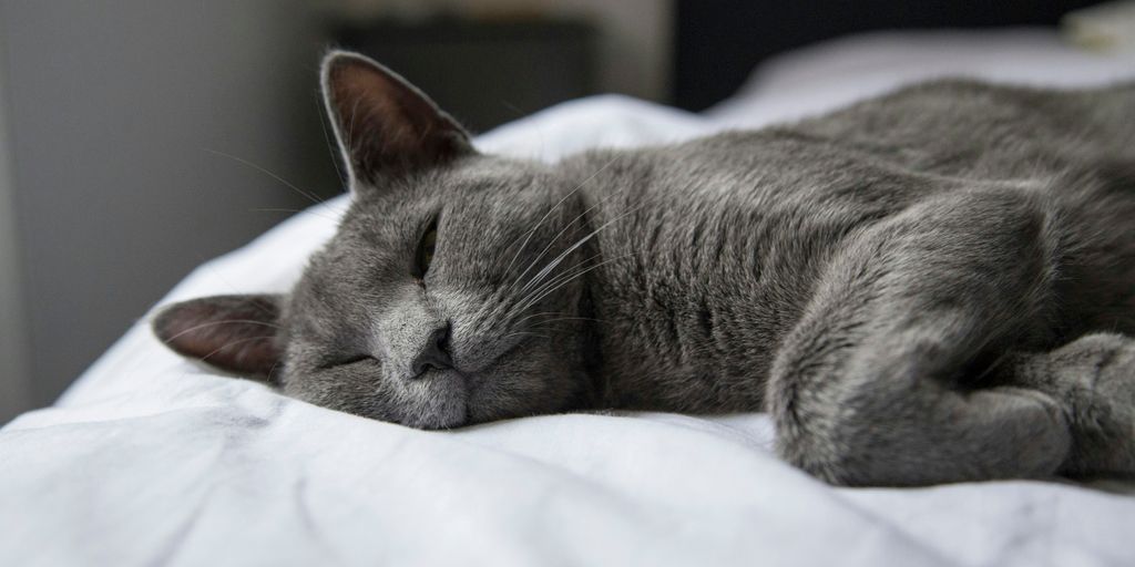 Gray grey british shorthair blue sleeping cat