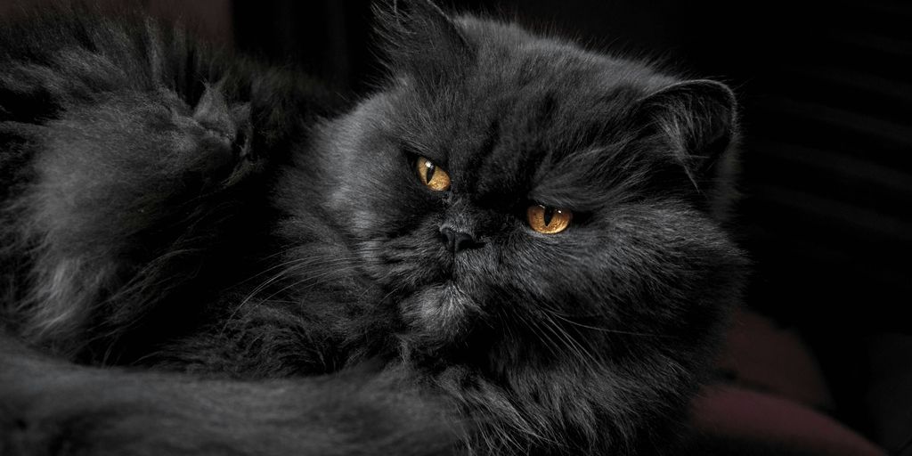 Black longhair persian cat