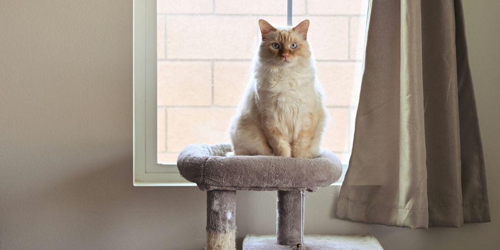 Tabby cat tree window