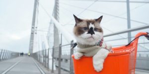 The Best Cat Products of the Year: A Curated List