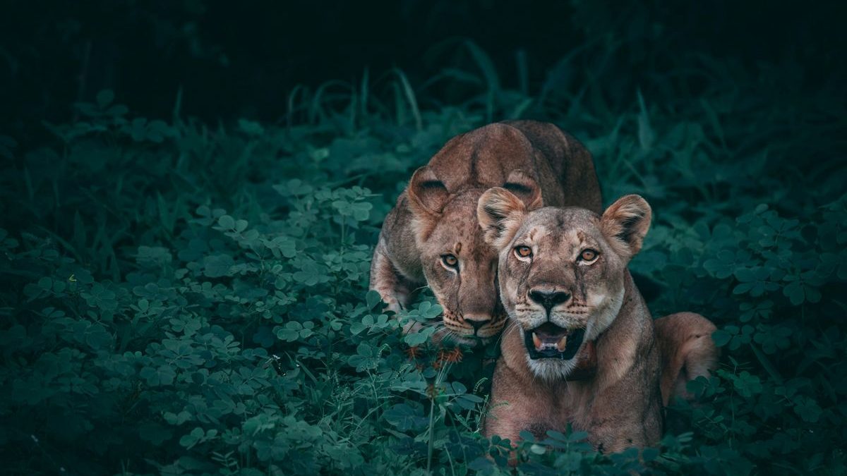 Why Cats Bite Each Other’s Necks