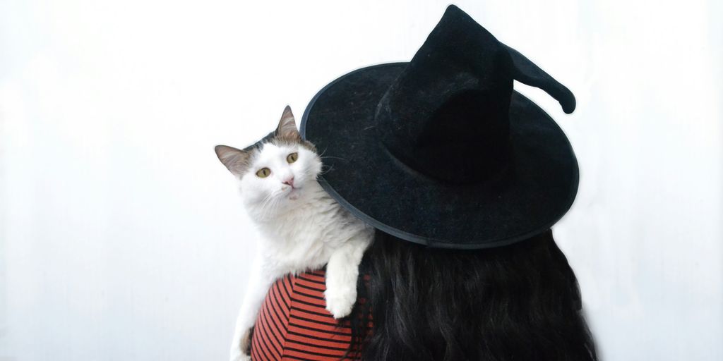 White black witch hat halloween cat