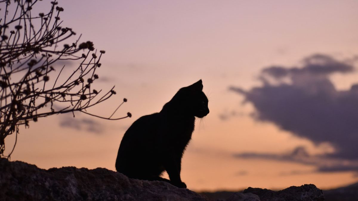 The Final Farewell: Understanding Cat Cremation