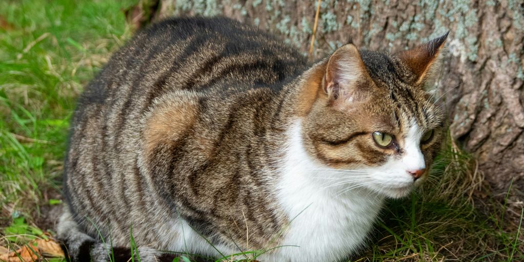 Tabby white grass outdoor cat