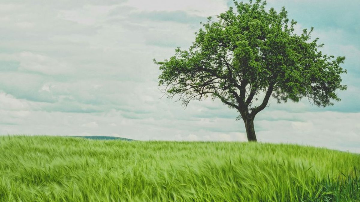 The Importance of Professional Tree Services for Cat Safety