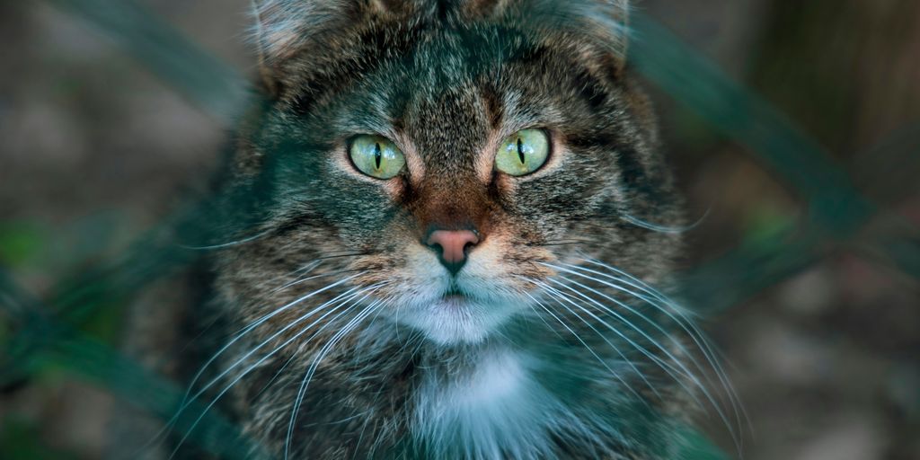 Tabby face green eyes cat