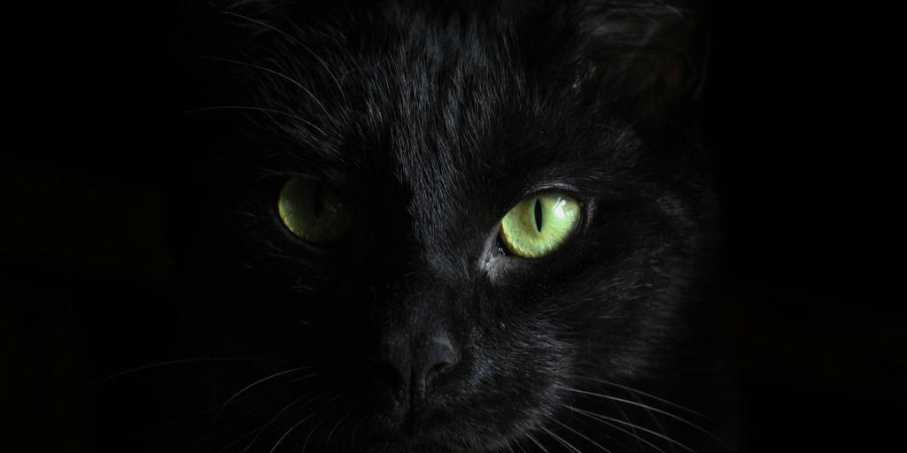 Black green eyes cat