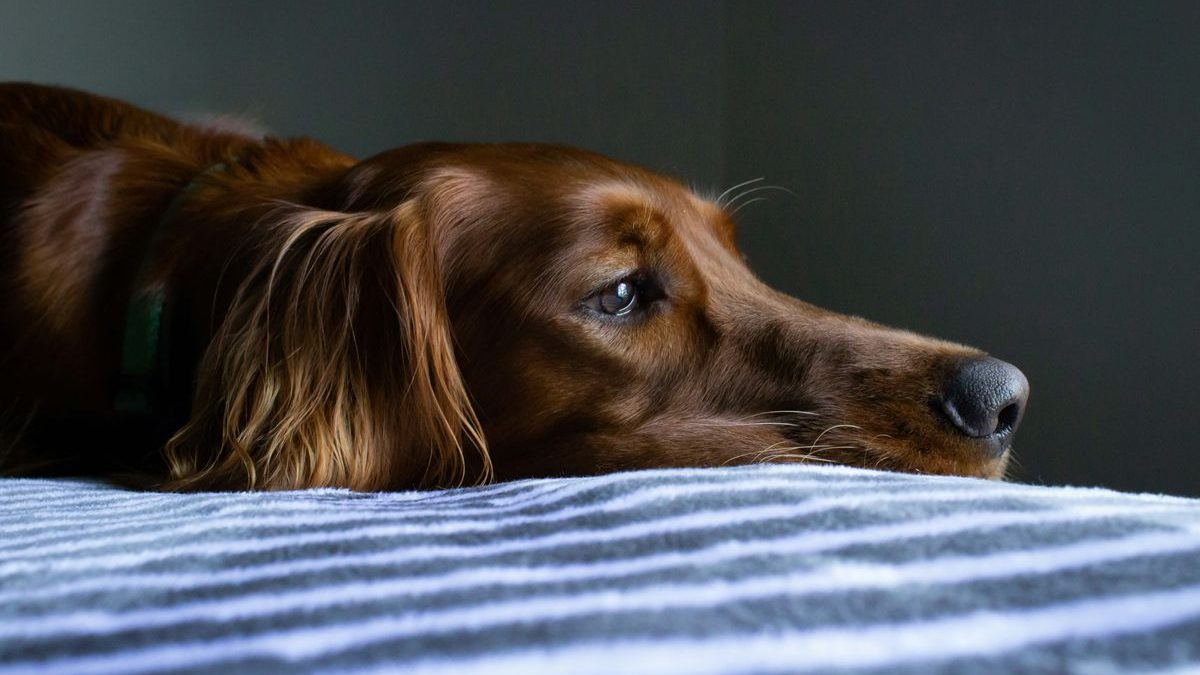 The Spaying Process: What to Expect and Recovery Tips