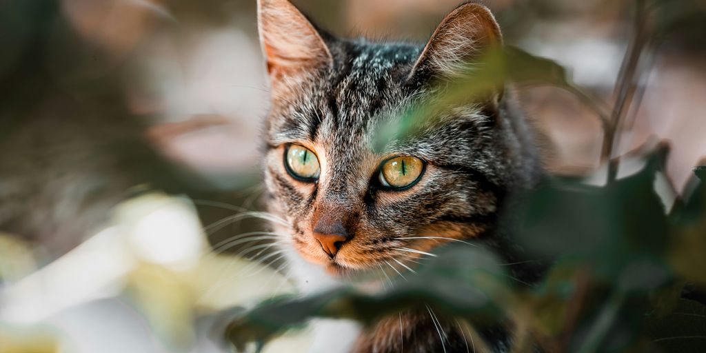 Tabby outdoor plant cat