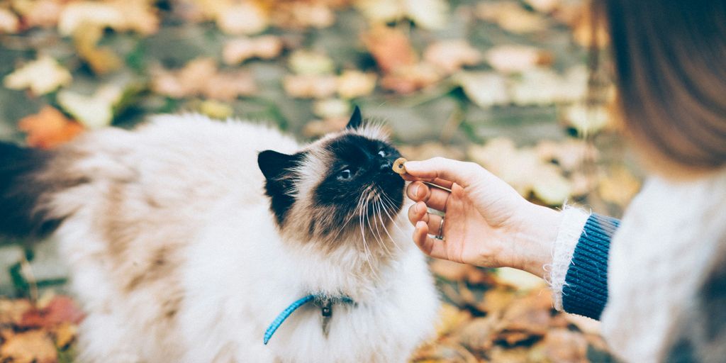Calico tabby white petting hands cat