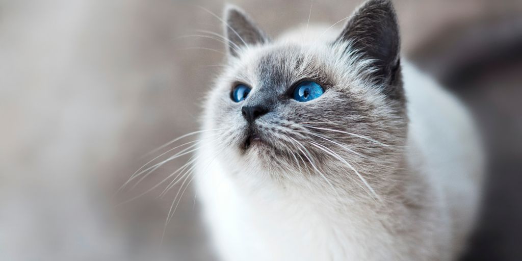 Small bedroom design ideas with cats