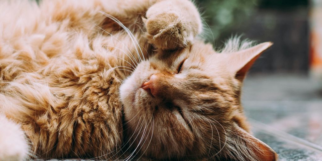 Bed bugs risks and benefits in cat homes
