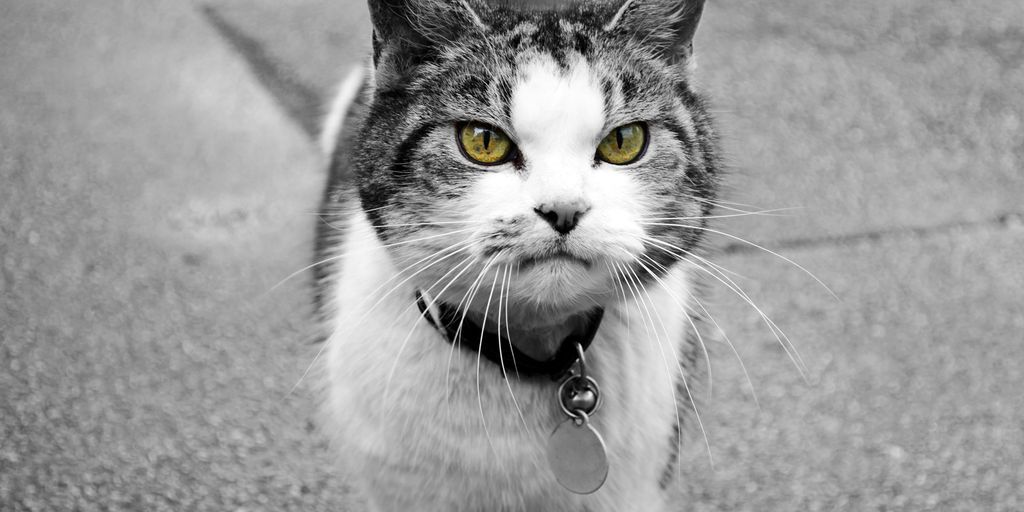 Boarding for cats in my area tips