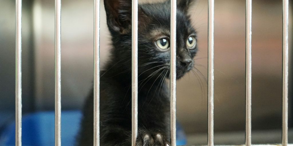 Animal removal costs guide for cat owners